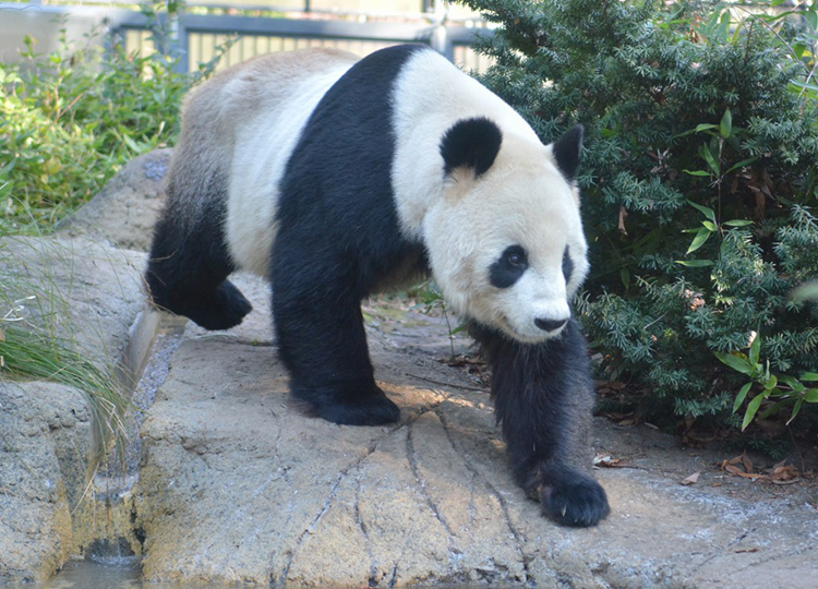 恩賜上野動物園