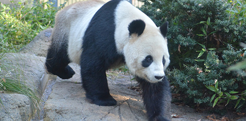 恩賜上野動物園